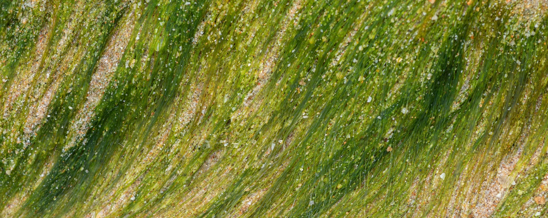 Green background